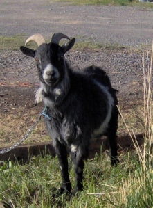 1 goat